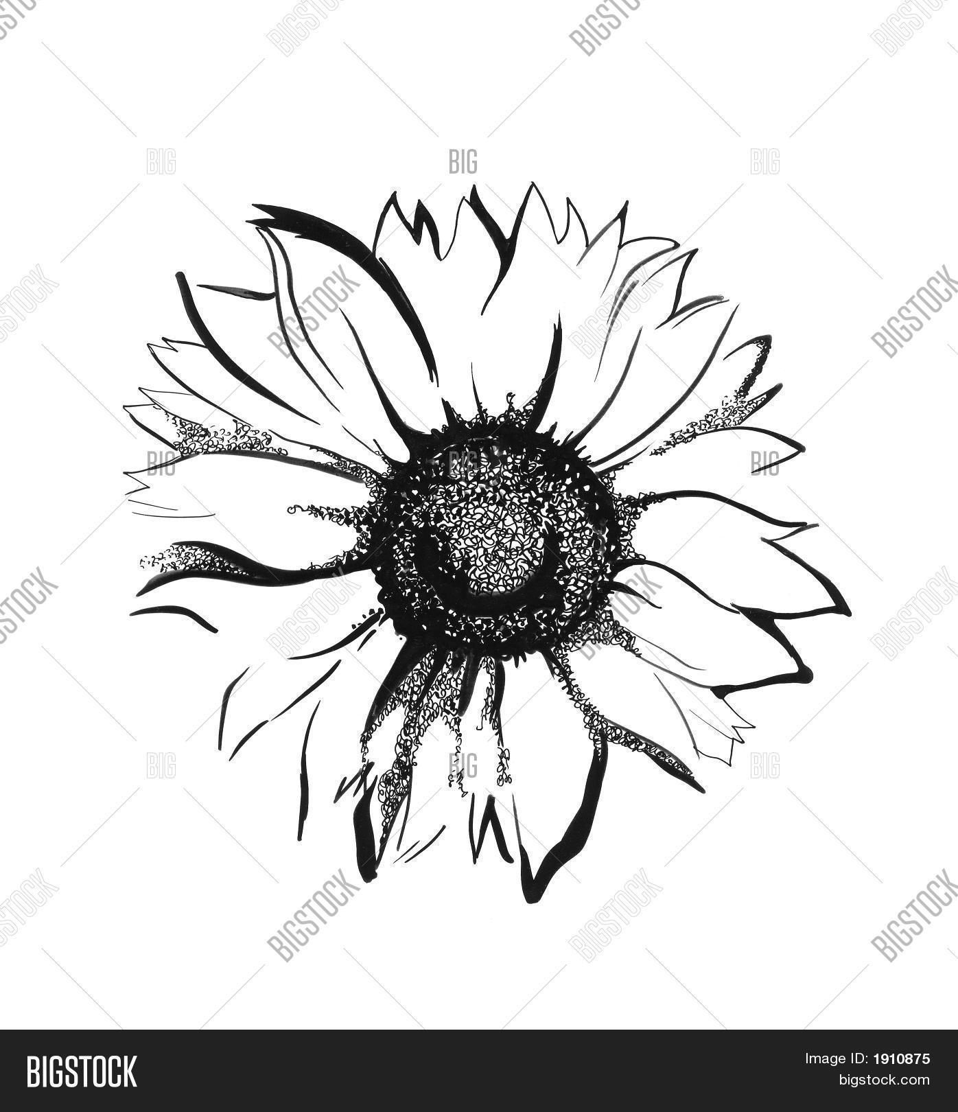 sunflower sketch